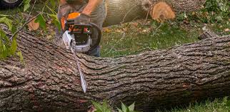 Trusted Seville, FL Tree Services Experts