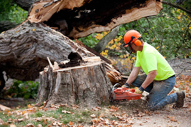 How Our Tree Care Process Works  in Seville, FL